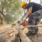 tree stump removal