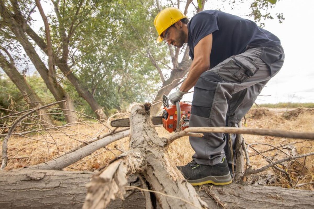 tree stump removal