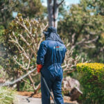 Mouse Removal Sydney: Step-by-Step Guide for Apartments and Homes