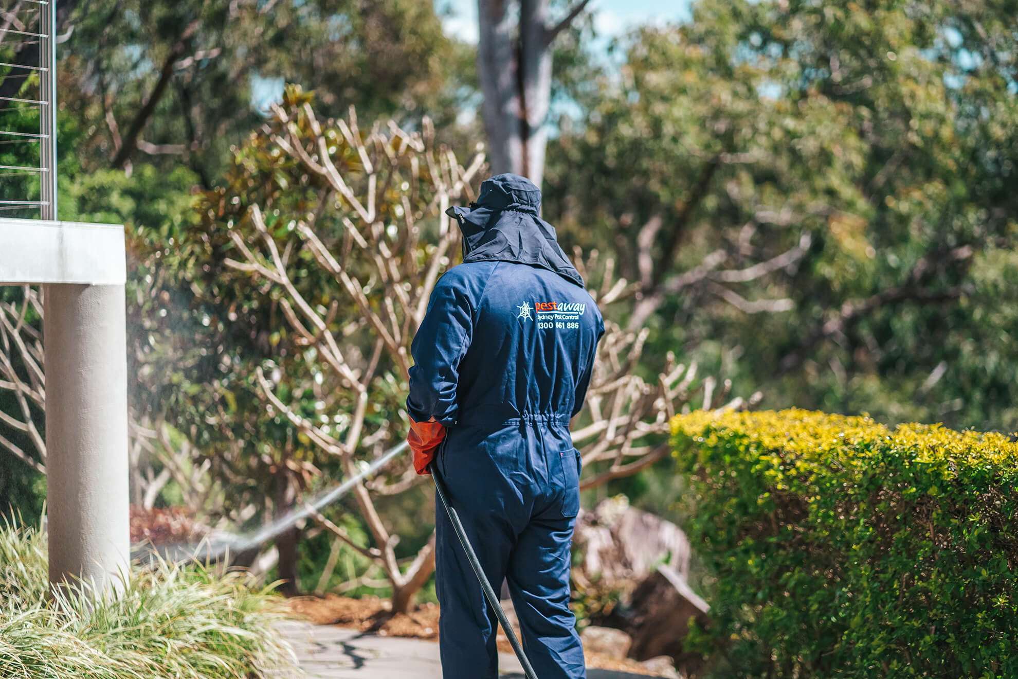 Mouse Removal Sydney: Step-by-Step Guide for Apartments and Homes