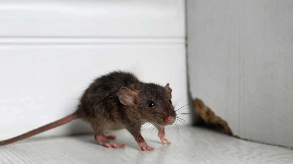 Rodent Exterminator Sydney: When to Call and What Questions to Ask