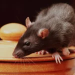 Rodent Exterminator Sydney: When to Call and What Questions to Ask