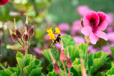 What a Florist Castlecrag Considers When Sourcing Native Flowers